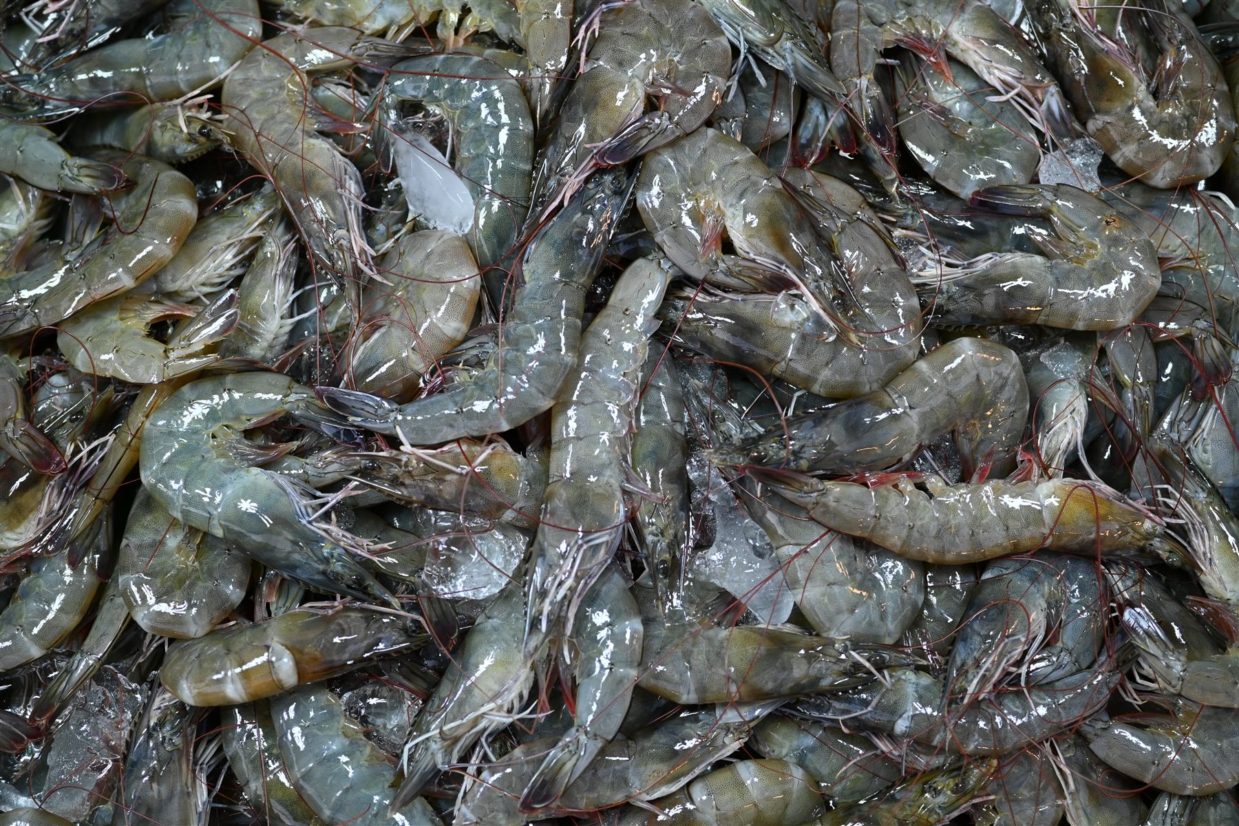Fresh shrimp